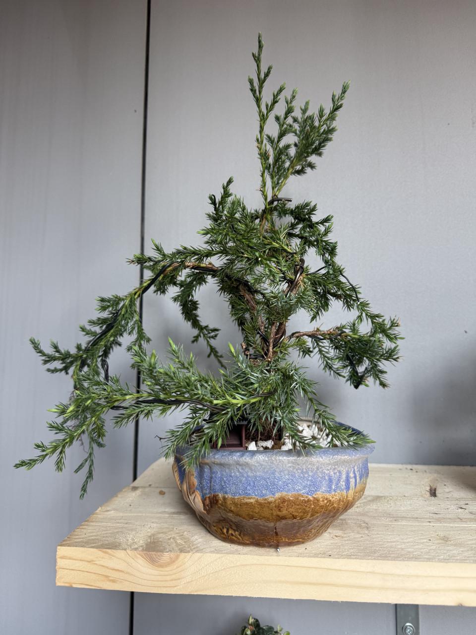 Bonsai Juniperus chinensis half cascade