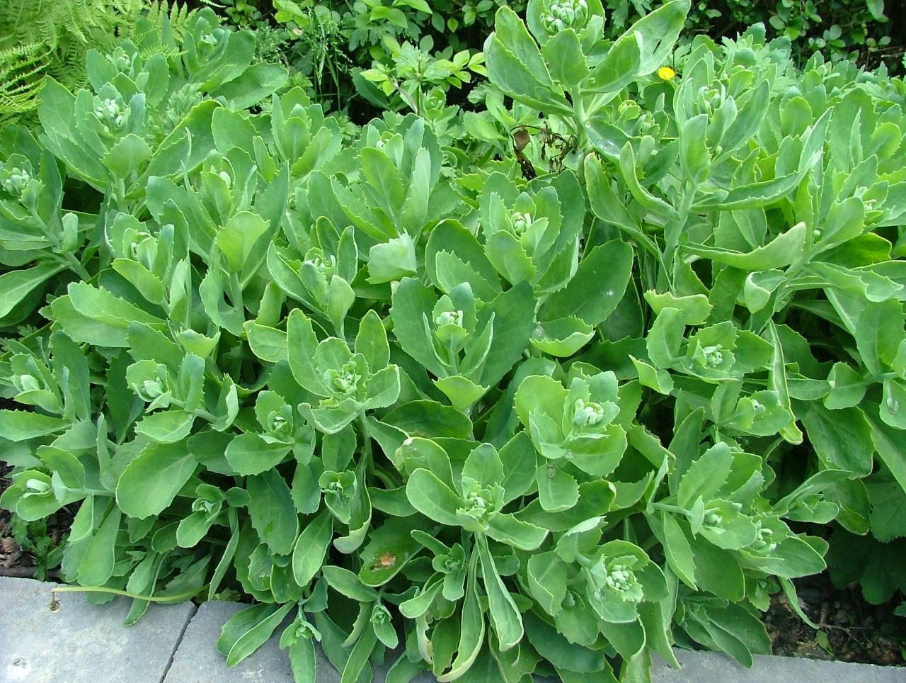 Sedum/hemelsleutel