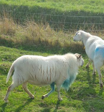 Schaap schapen zware ram dekram