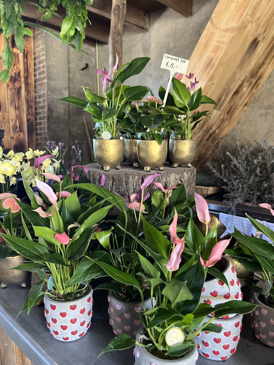 PLANTENKWEKERIJ ‘t GROENE LAND- Moederdagcadeaus