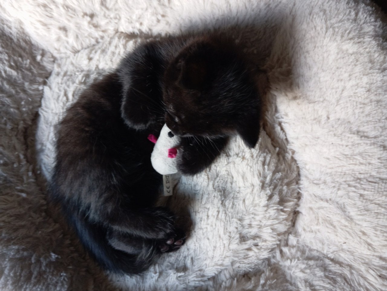 Kitten - mannetje