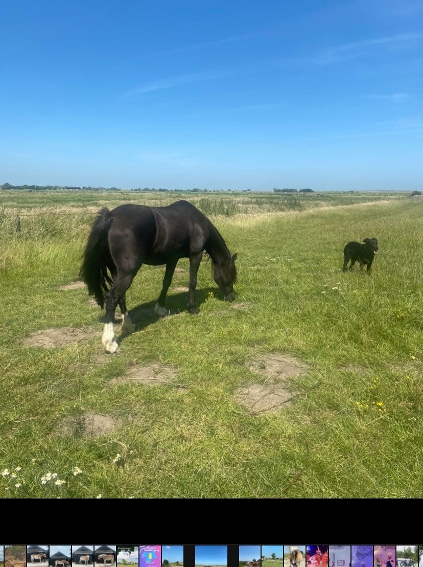 Plekje vrij voor pony (stal, wei, paddock, track)