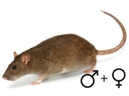 Verschillende ratten te koop
