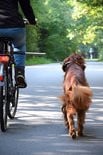 Walky Dog Plus Hondenfietslijn, afstandhouder van roestvrij staal