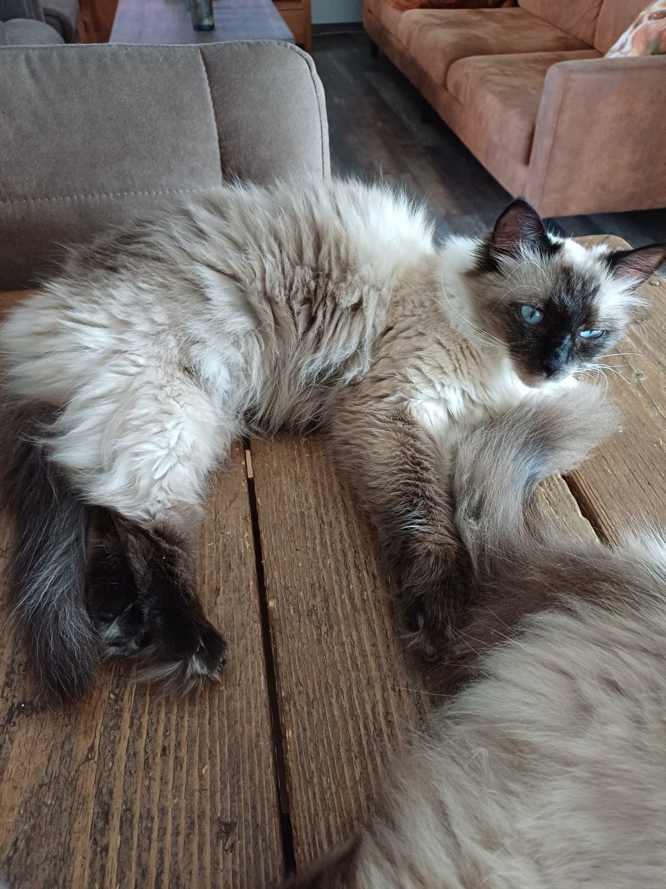 Ragdoll poes.met blauwe ogen net 1 jaar
