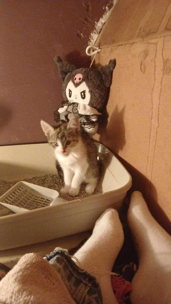 Kitten
