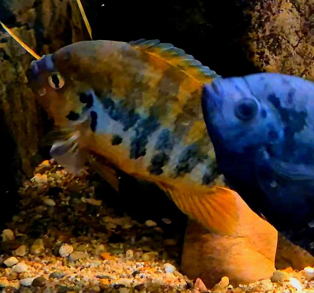 Aquariumvissen rustige cichliden