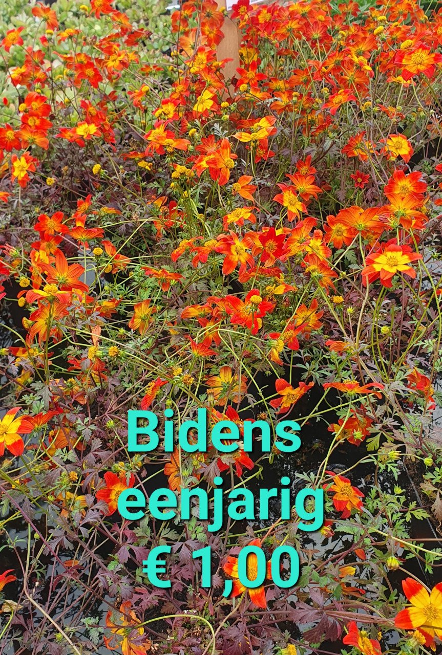 TUINPLANTEN leuke prijzen!