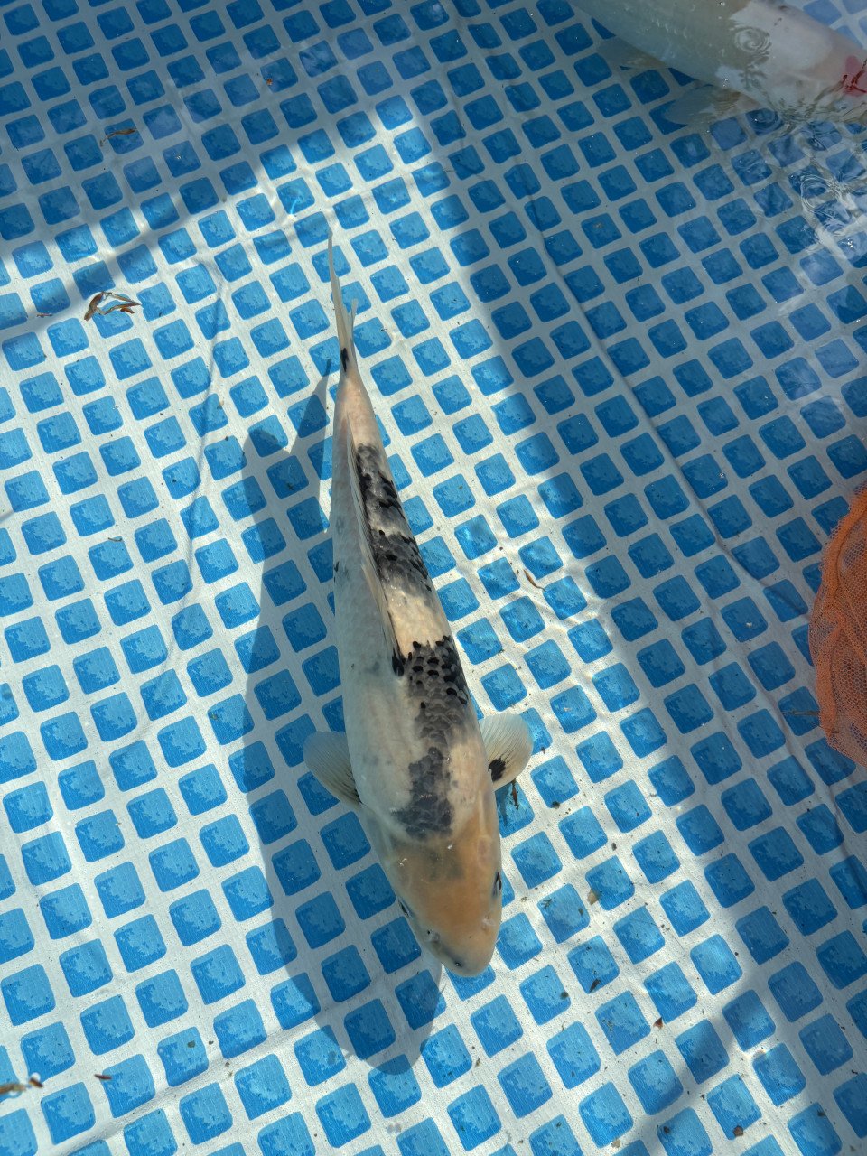 Koi karpers te koop