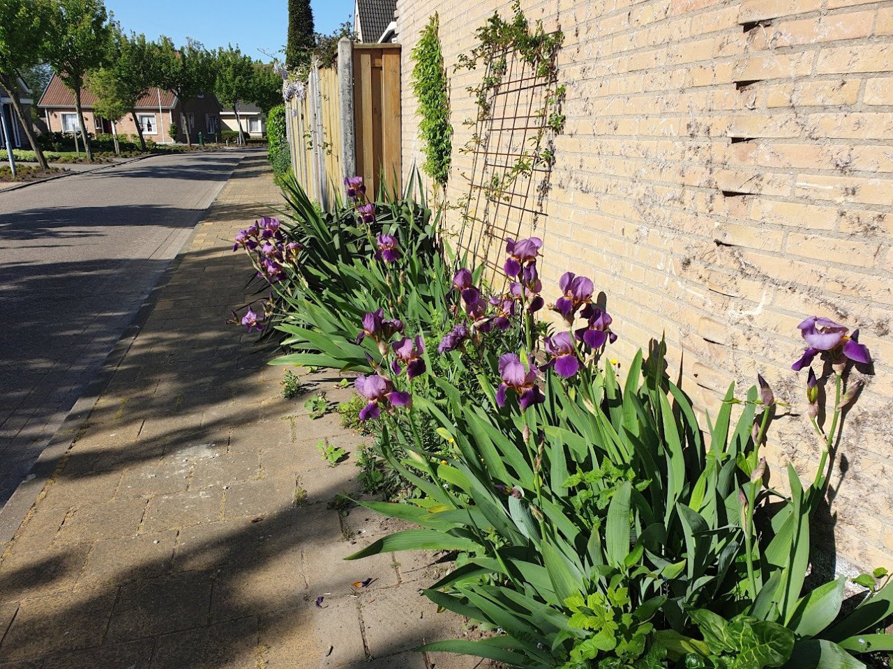 Blauw/paarse irissen