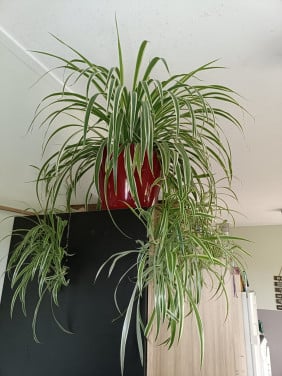 Hele grote graslelie