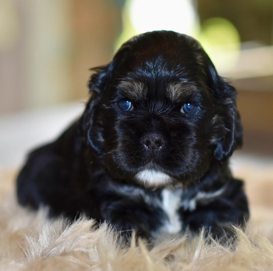 Amerikaanse Cockerspaniël puppen