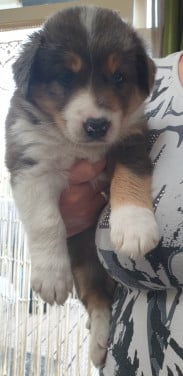 Border Collie