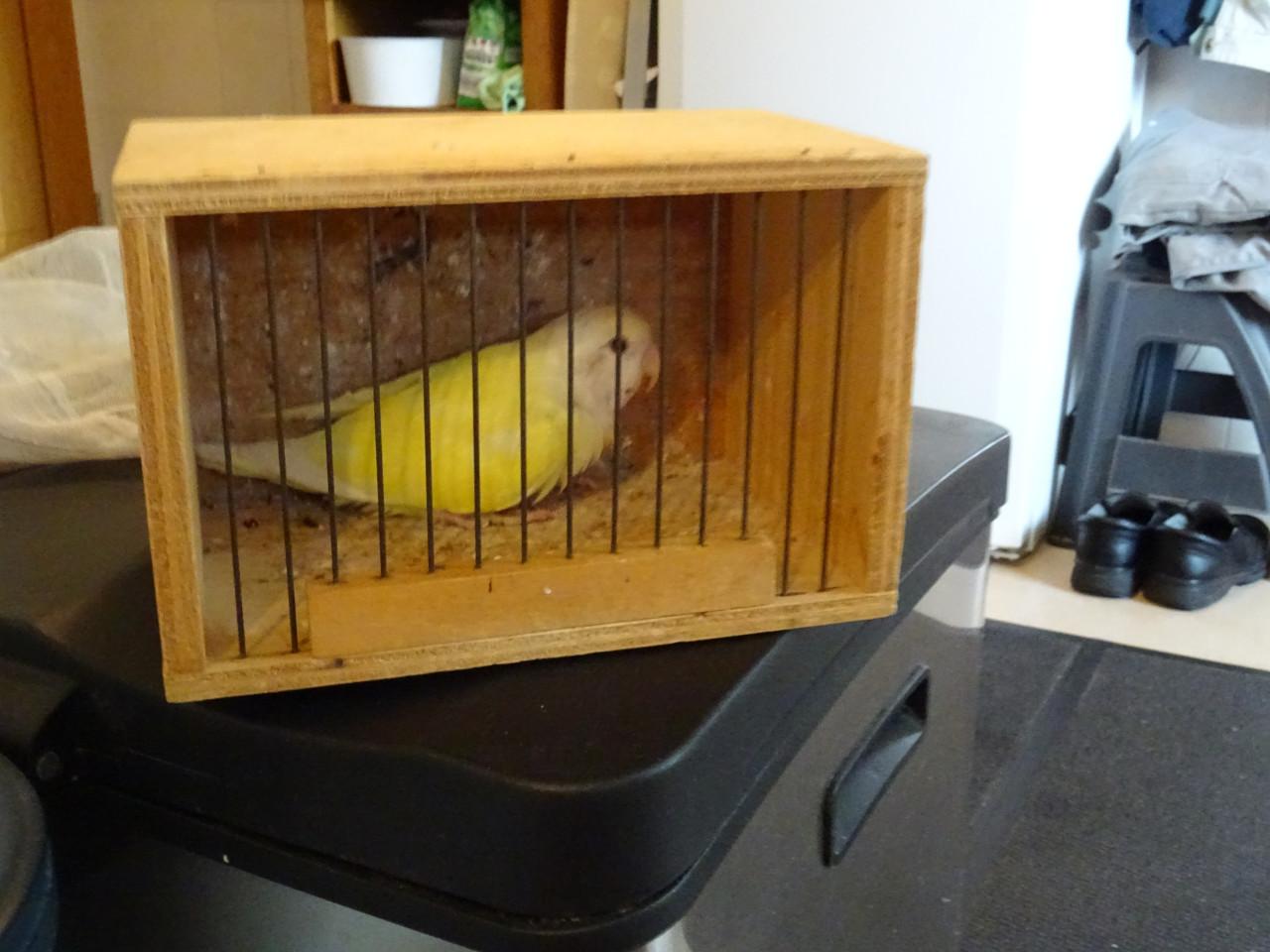 Te koop mooie VANNILE KLEUR Agapornis Broedrijpe Man wegens weg vallen Pop