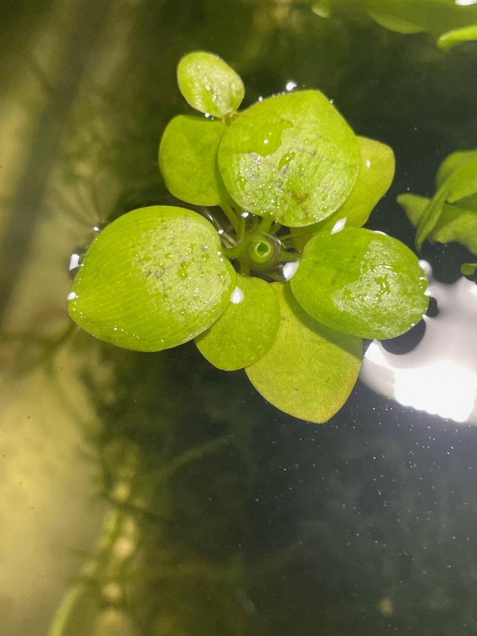 Limnobium laevigatum – Amazone kikkerbeet