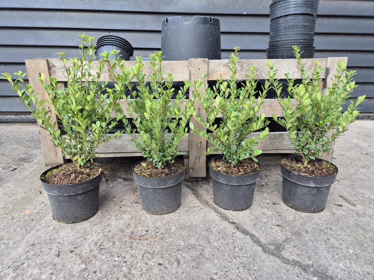 Ilex Crenata Caroline Upright - ideale buxusvervanger