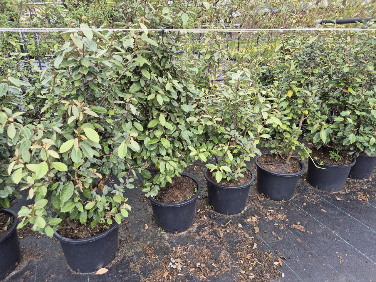 Olijfwilg planten potgekweekt 100-120 cm