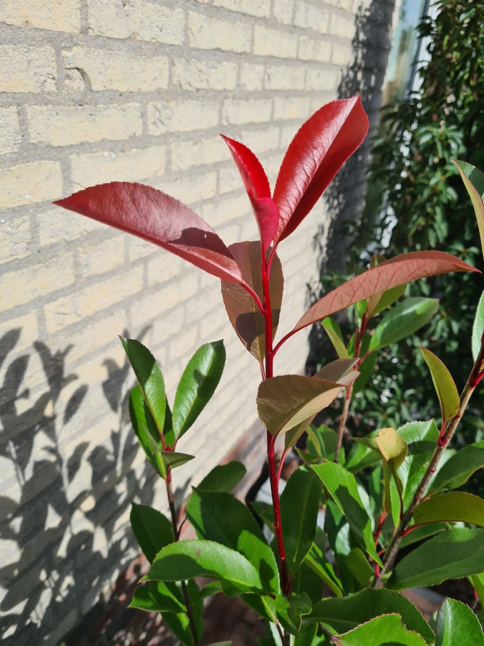 Photinia Fraseri - Red Robin haagplanten ca. 125-150 cm