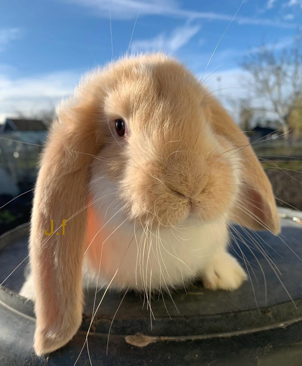 Raszuivere Franse hangoor konijnen