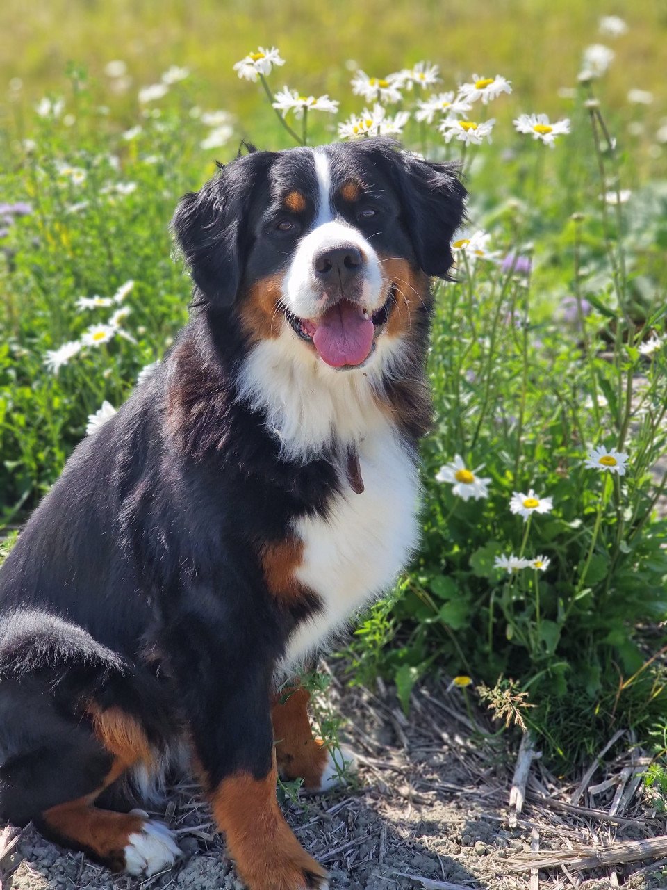 Bernersennen pup (reu) te koop