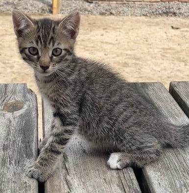 Lieve Kittens (alle 3 gereserveerd)