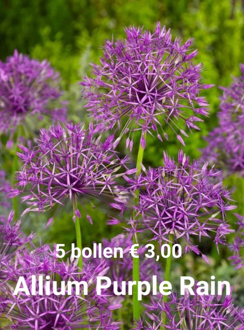 Allium bollen