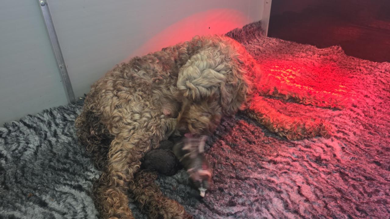 Mooie labradoodles puppies