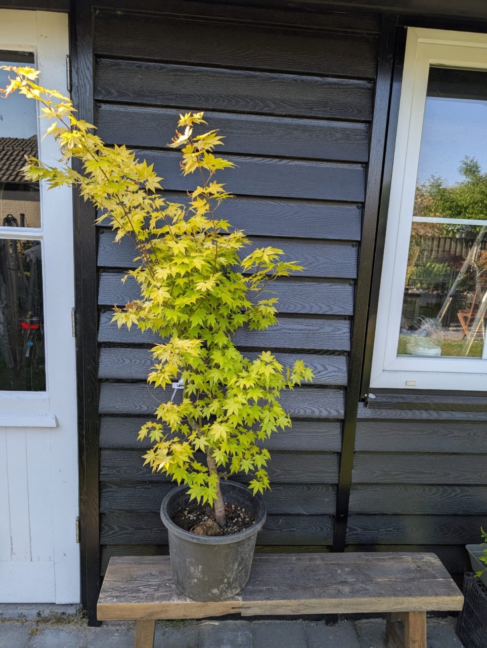 Acer palmatum ‘Gekkoh Nishiki’ – Zeldzame Japanse esdoorn