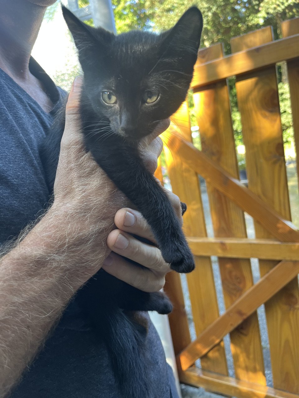 Nog 4 leuke lieve kittens te koop van 12 weken oud