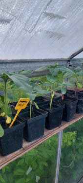Lage zonnebloem planten