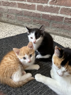 2 kittens, mannetjes, 8 weken oud