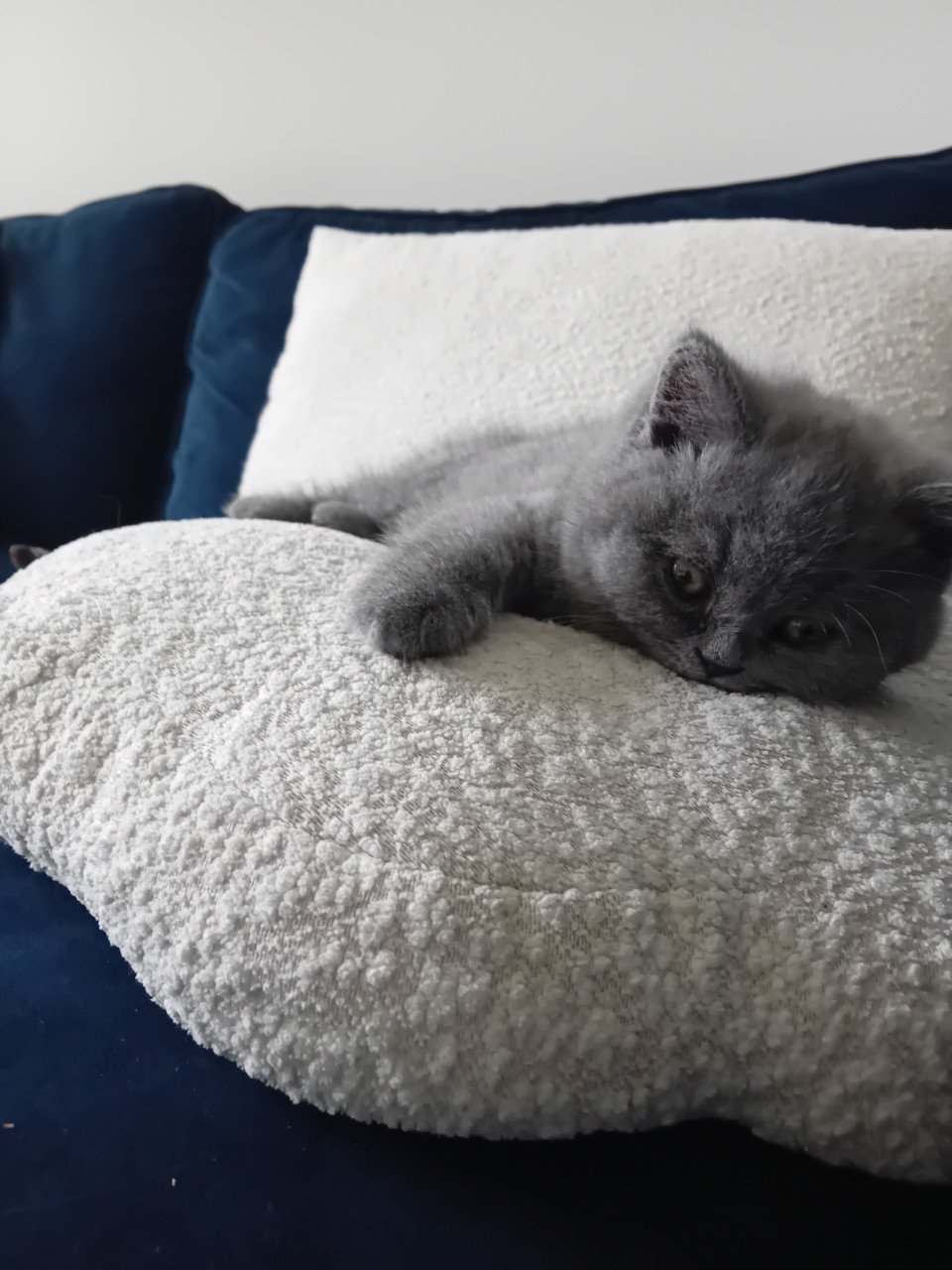 Super lieve Britse korthaar kittens