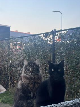 Noorse boskat met stamboom (10 mnd) + boerderijkat