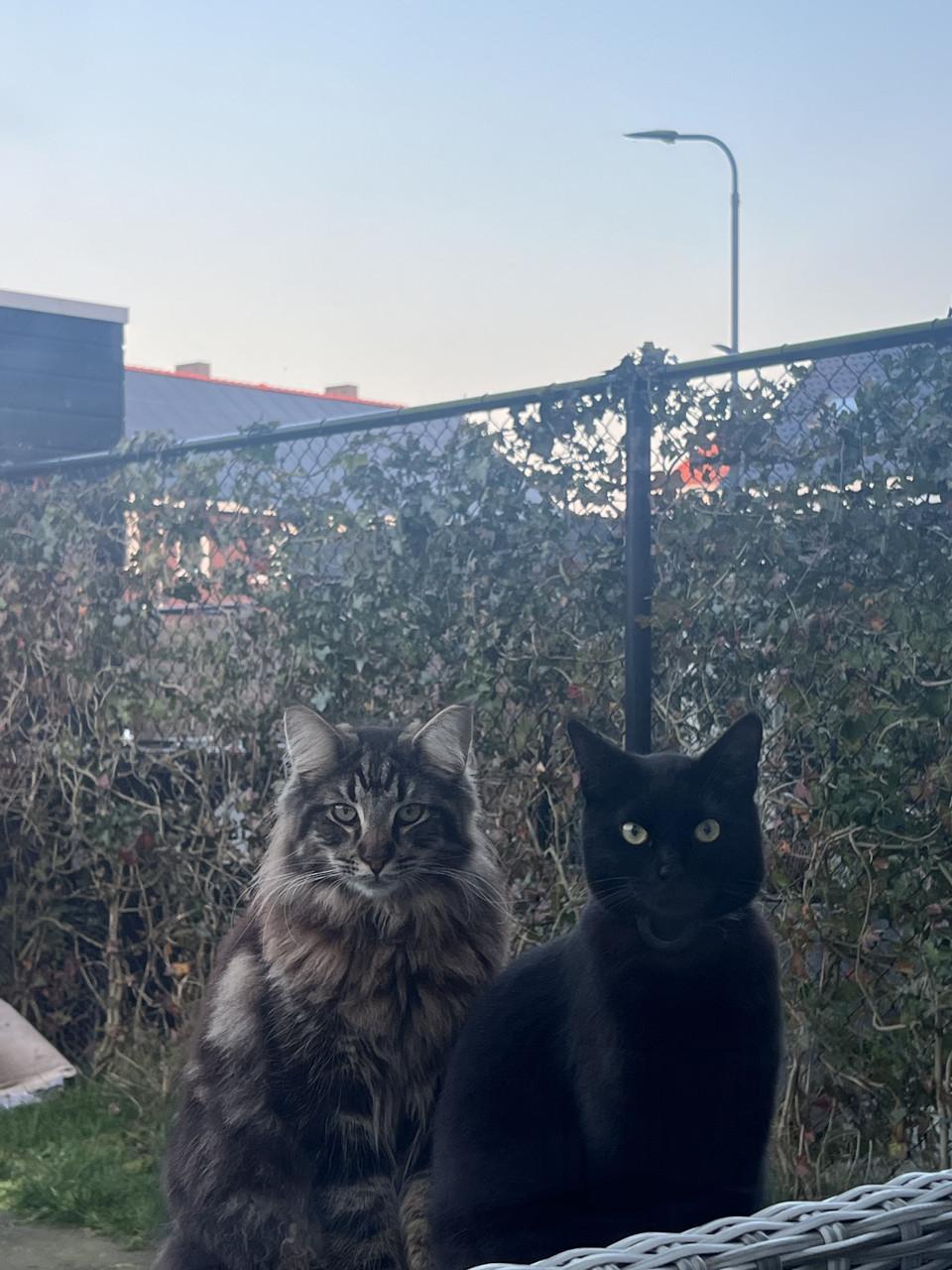 Noorse boskat met stamboom (10 mnd) + boerderijkat