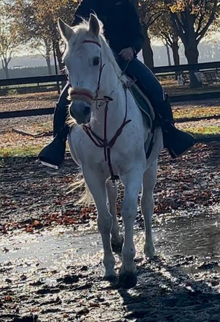 Recreatie paard met super lief karakter