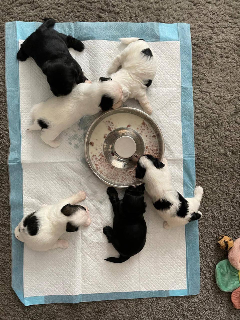 Shih tzu pup