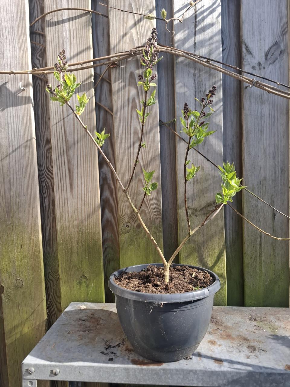 Flinke stek paarse sering