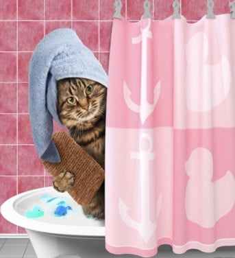 Kattentrimsalon SPA & Shop Lucky Cat 💖🪮✂️🧴🛁🫧🛍️🐱🍀 Ook aan 🚘🏠😻