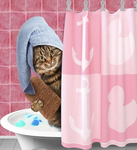 Kattentrimsalon SPA & Shop Lucky Cat 💖🪮✂️🧴🛁🫧🛍️🐱🍀 Ook aan 🚘🏠😻