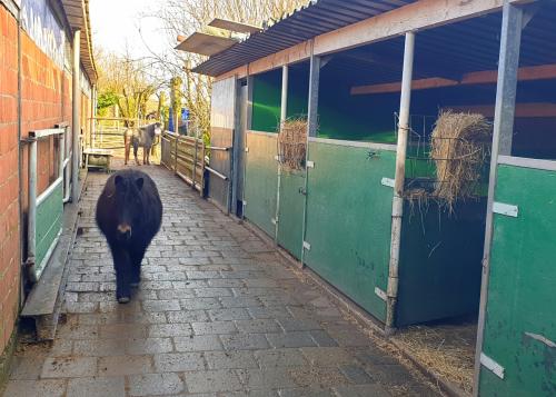 Paardenstalling en Ponystalling beschikbaar