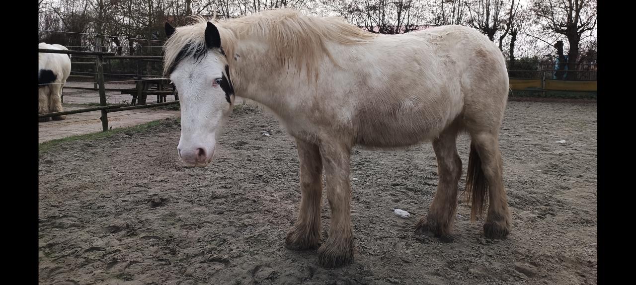 Tinker ruin 5 jaar 1,44 zadelmak
