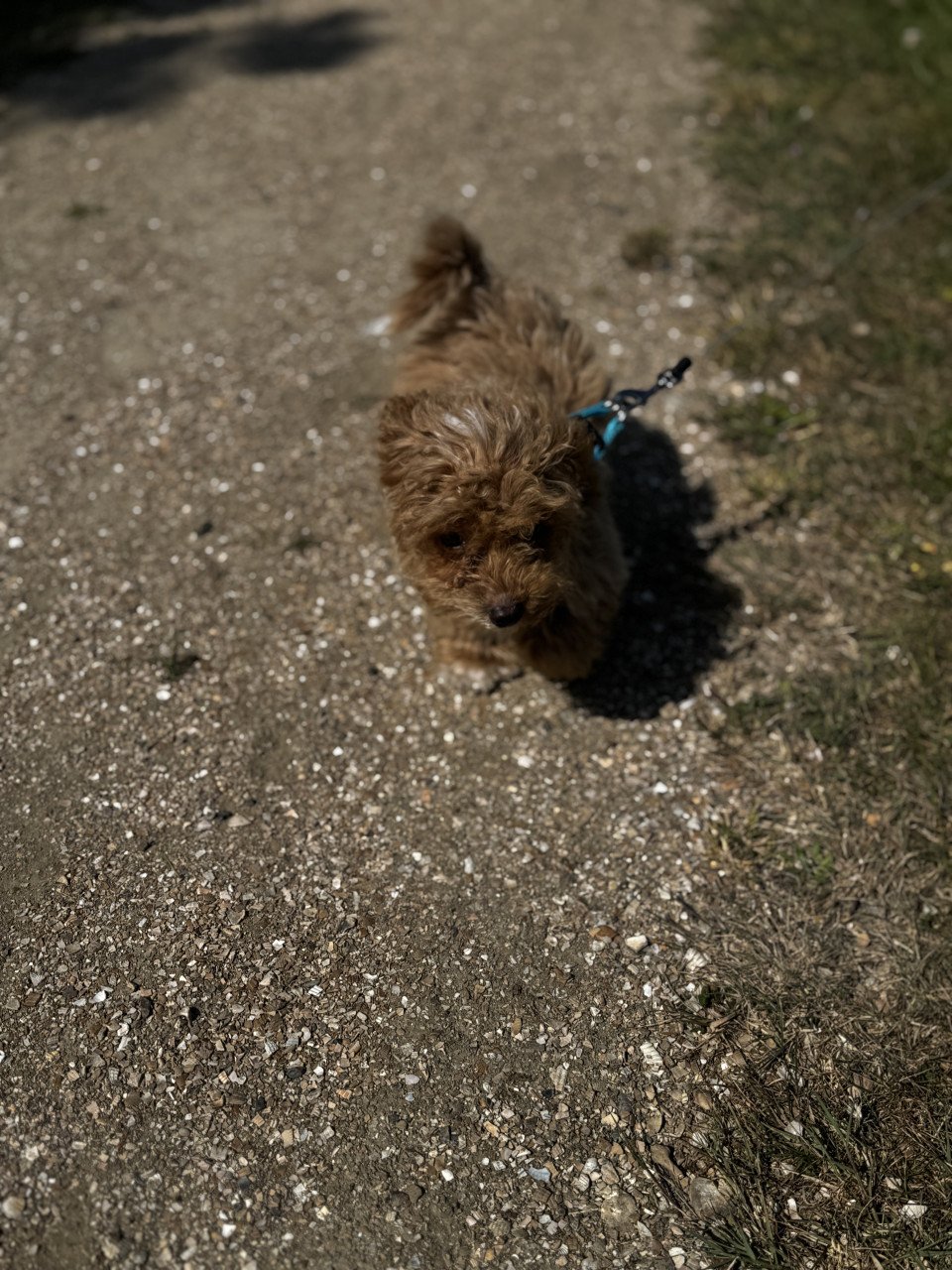 Maltipoo pup reutje