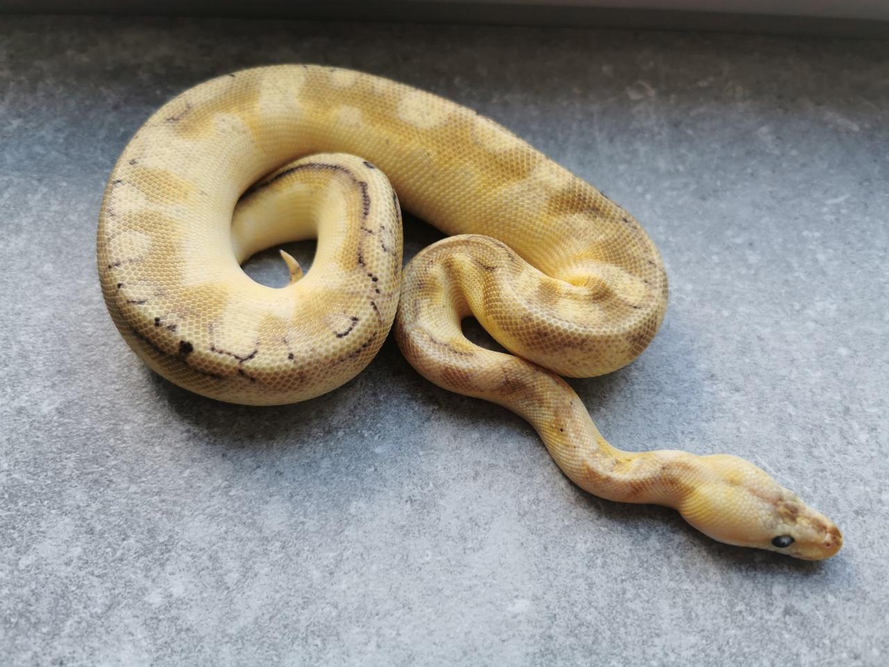 Champagne Enchi Pastel Koningspython (vrouwtje)