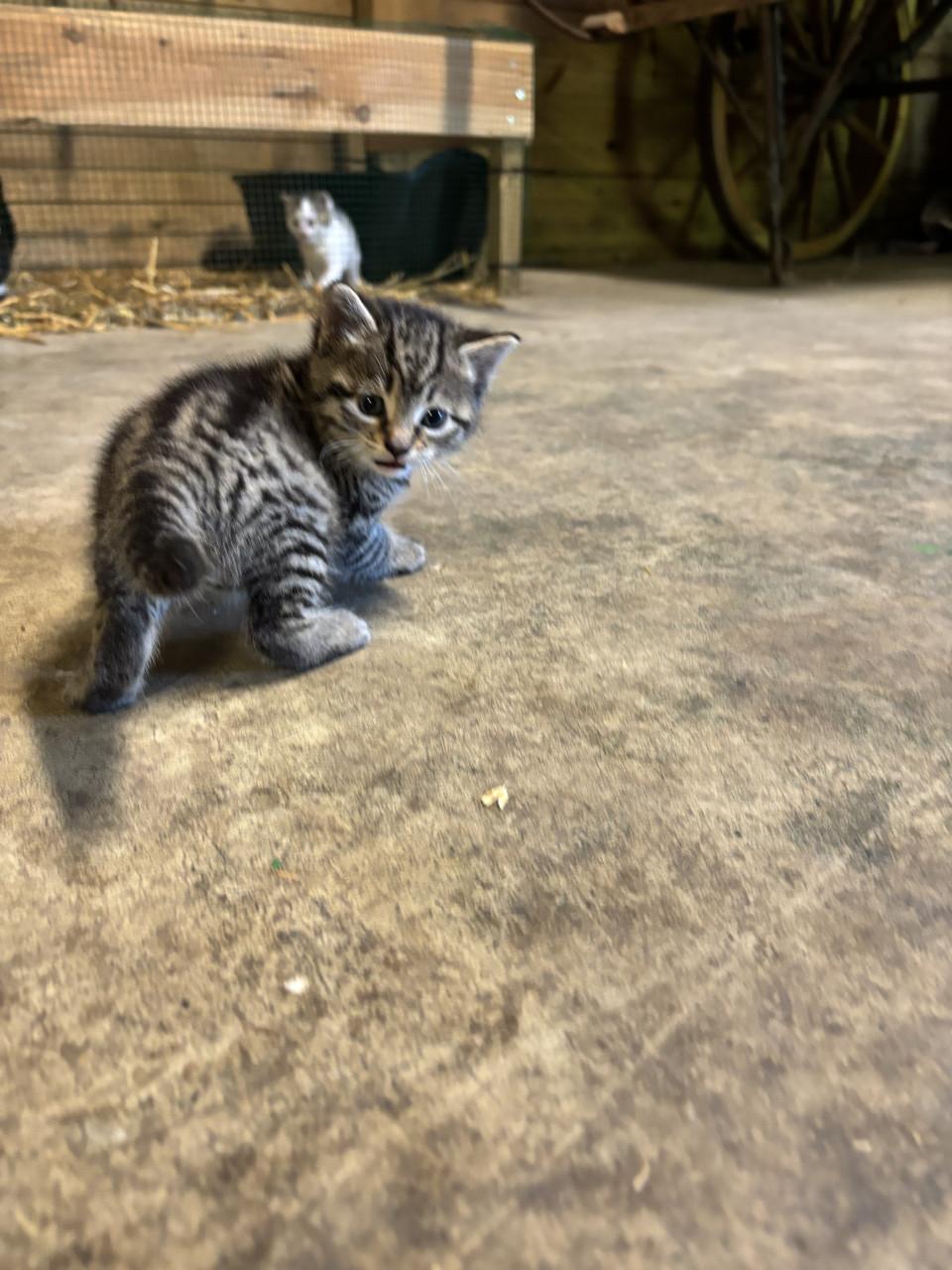 5 boerderij kittens