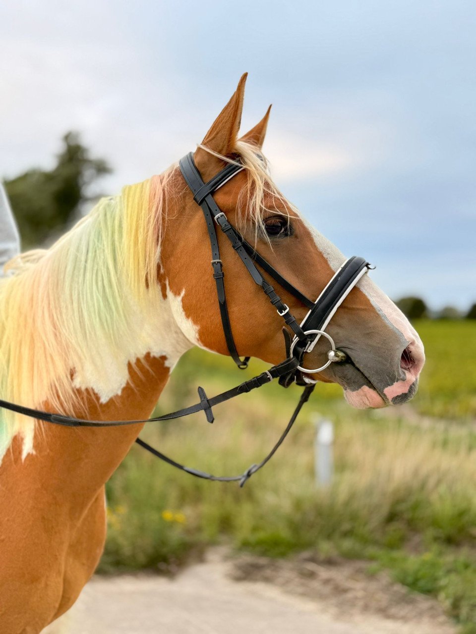 Leuke en lieve pony's te koop