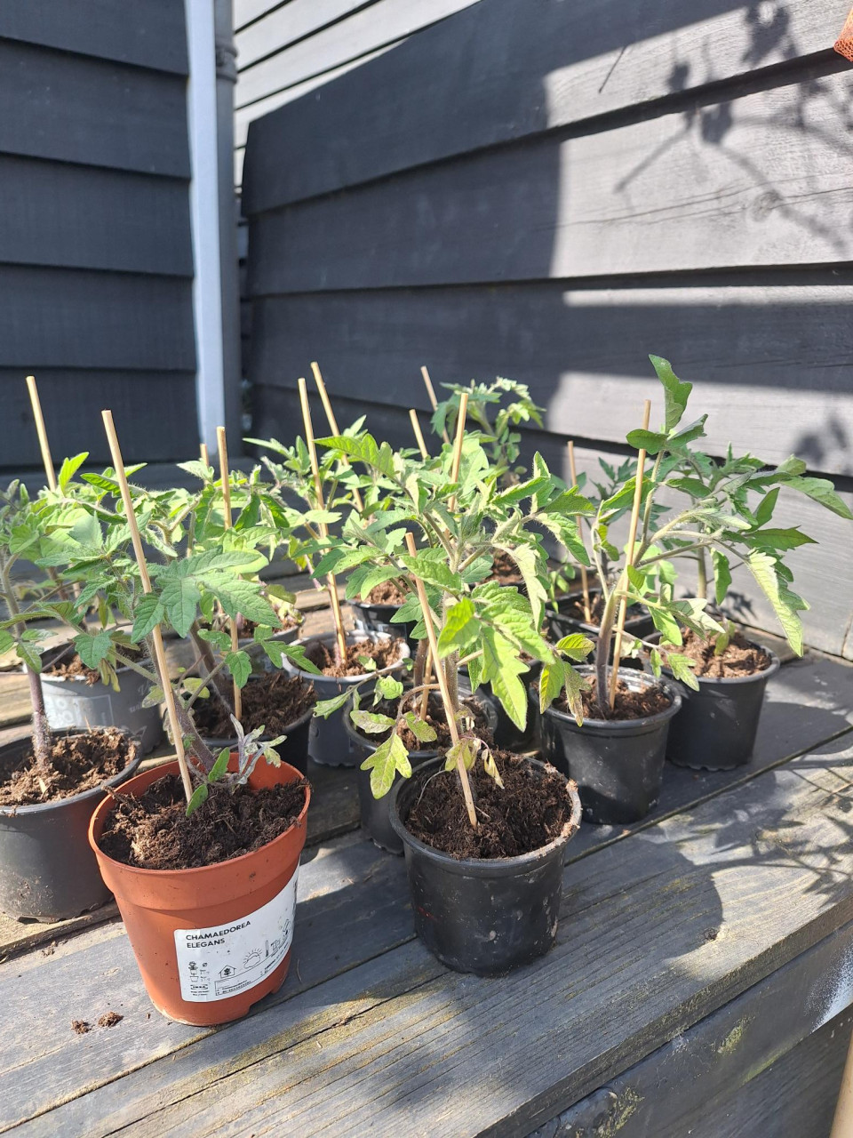 Tomaten planten