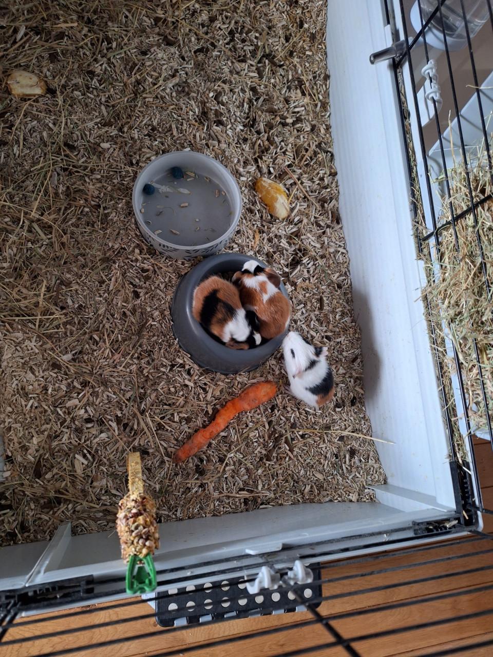 Jonge cavia's