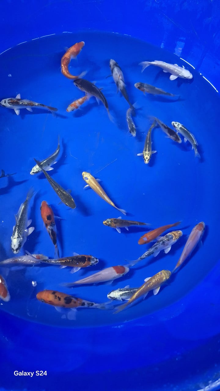 Kleine koi