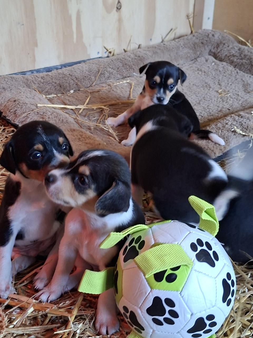 Boerenfox pups