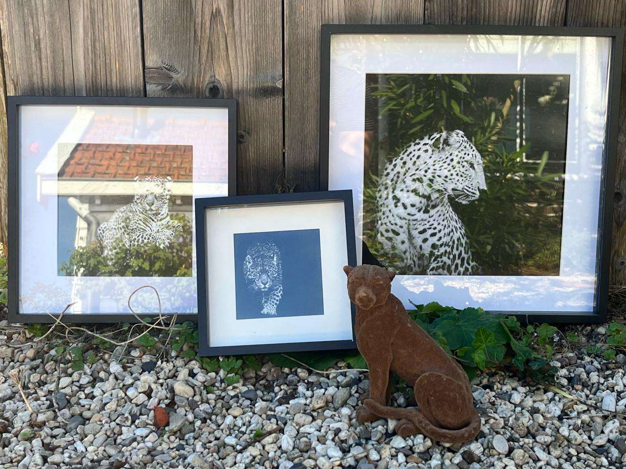 Fotolijsten wilde dieren